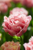 Tulipa Pink Magic