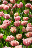 Tulipa Pink Magic