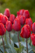 Tulipa Couleur Cardinal