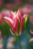 Tulipa Virichic