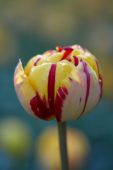 Tulipa Golden Nizza