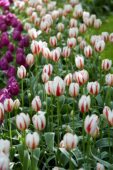 Tulipa Happy Generation