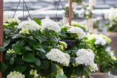 Hydrangea white