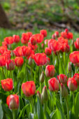 Tulipa Van Eijk