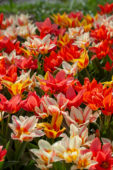 Tulipa Canada mix
