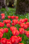 Tulipa Van Eijk