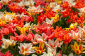 Tulipa Canada mix