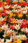 Tulipa Canada mix
