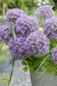 Allium Purple Caila