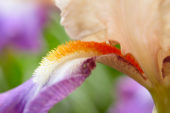 Iris germanica Fruitsation