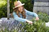 Lady cutting sage