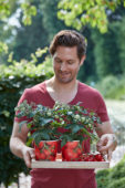 Man holding tomato plants