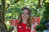 Dame met aardbeien planten