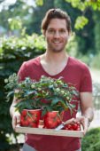 Man met tomaten planten