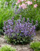 Nepeta Purrsian Blue®