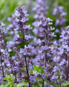 Nepeta Purrsian Blue®