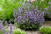 Nepeta Purrsian Blue®