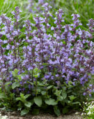 Nepeta Purrsian Blue®