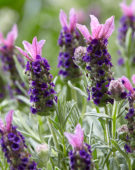 Lavandula stoechas Lamorosia™ Pink Flag Lavandula stoechas Lamorosia™ Pink Flag