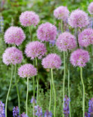 Allium Rosy Dream