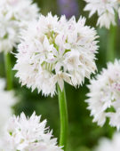 Allium amplectens Graceful Beaut