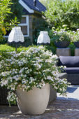 Hydrangea Runaway Bride® Hydrangea Runaway Bride®