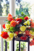 Begonia Sundancer™ Pastel mix Begonia Sundancer™ Pastel mix