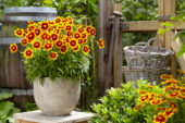 Coreopsis Bronze and Yellow