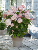 Hydrangea Candybelle® Bubblegum Hydrangea Candybelle® Bubblegum