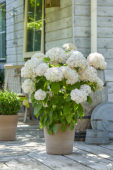 Hydrangea arborescens Candybelle Marshmallow