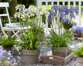 Agapanthus Everpanthus® Ever Sapphire, Ever White Agapanthus Everpanthus® Ever Sapphire, Ever White