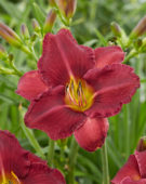 Hemerocallis Sea Island ™