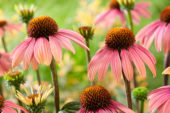 Echinacea Summer Cocktail ® Echinacea Summer Cocktail ®
