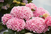 Hydrangea macrophylla Magical Opal ® Hydrangea macrophylla Magical Opal ®