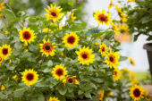 Helianthus annuus SunBelievable ™ Brown Eyed Girl