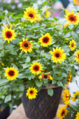 Helianthus annuus SunBelievable ™ Brown Eyed Girl
