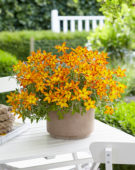 Bidens Beezar™ Funny Honey  Bidens Beezar™ Funny Honey