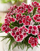 Dianthus Sunflor® Red Esta Dianthus Sunflor® Red Esta