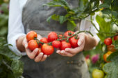 Harvesting tomatoes