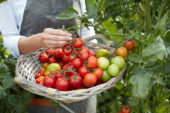 Tomaten oogsten