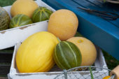 Meloenen collectie