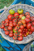 Harvested tomatoes