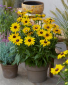 Rudbeckia Big SmileyZ Luck