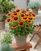 Rudbeckia Garden SmileyZ™ Rudbeckia Garden SmileyZ™