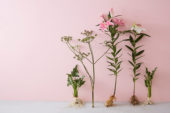 Contemporary summer flower series