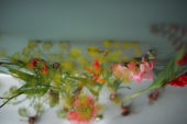 Eigentijdse zomerbloemen serie