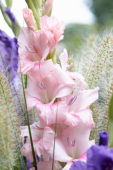 Gladiolus roze