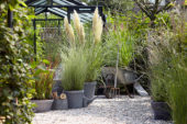 Ornamental grass collection