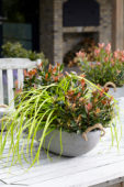 Photinia x fraseri Chico, Carex EverColor® Everillo Photinia x fraseri Chico, Carex EverColor® Everillo