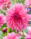 Dahlia Café au Lait Rosé